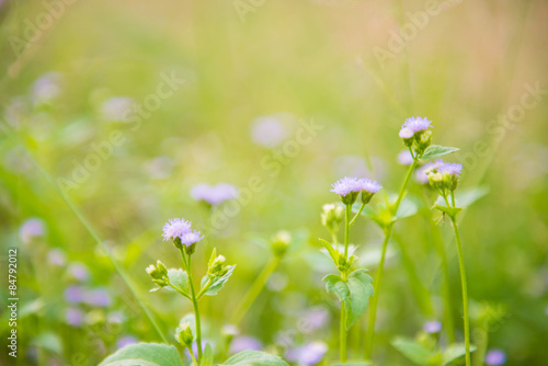 flower of glass in prairie