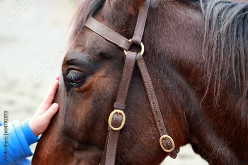 Fototapeta Naklejka Na Ścianę i Meble -  Horse being patted by child