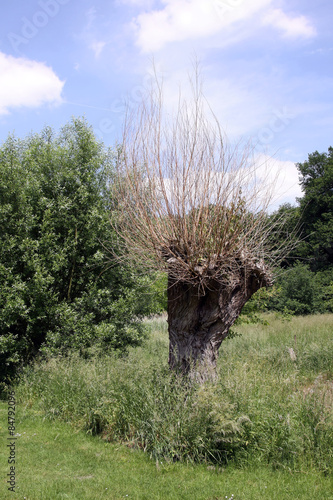 kopfweide im naturpark schwalm-nette photo