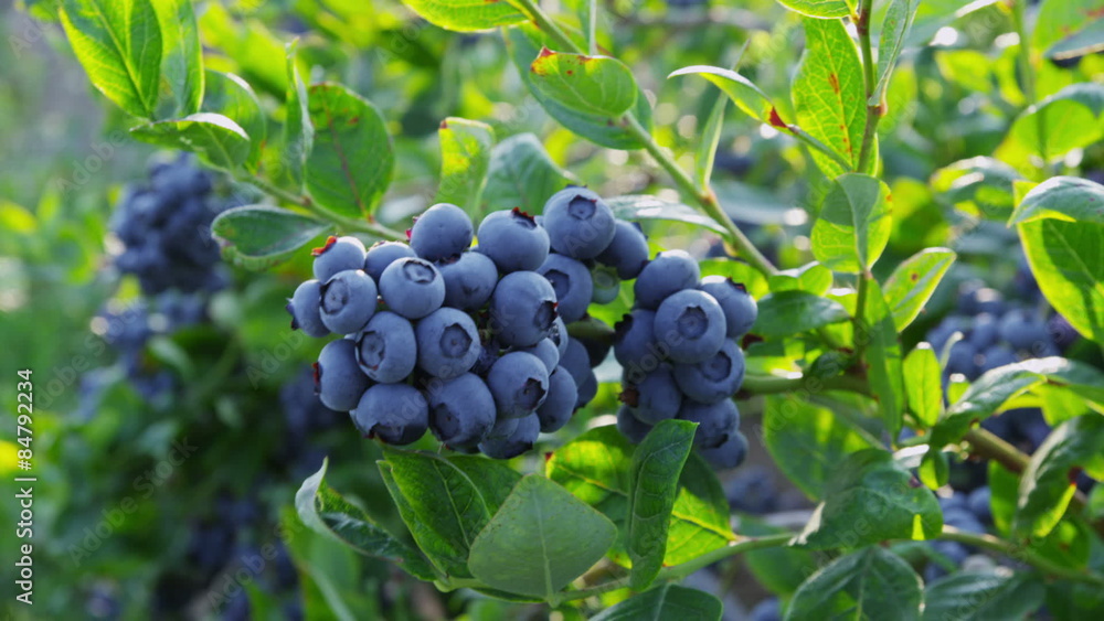 Closeup of blueberries on bush, rack focus Closeup of blueberries on bush, rack focus