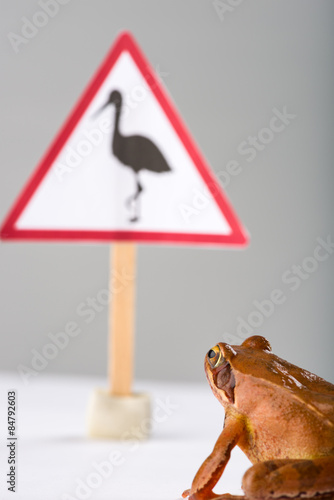 Spring Frog (Rana dalmatina) dicovering a sign 