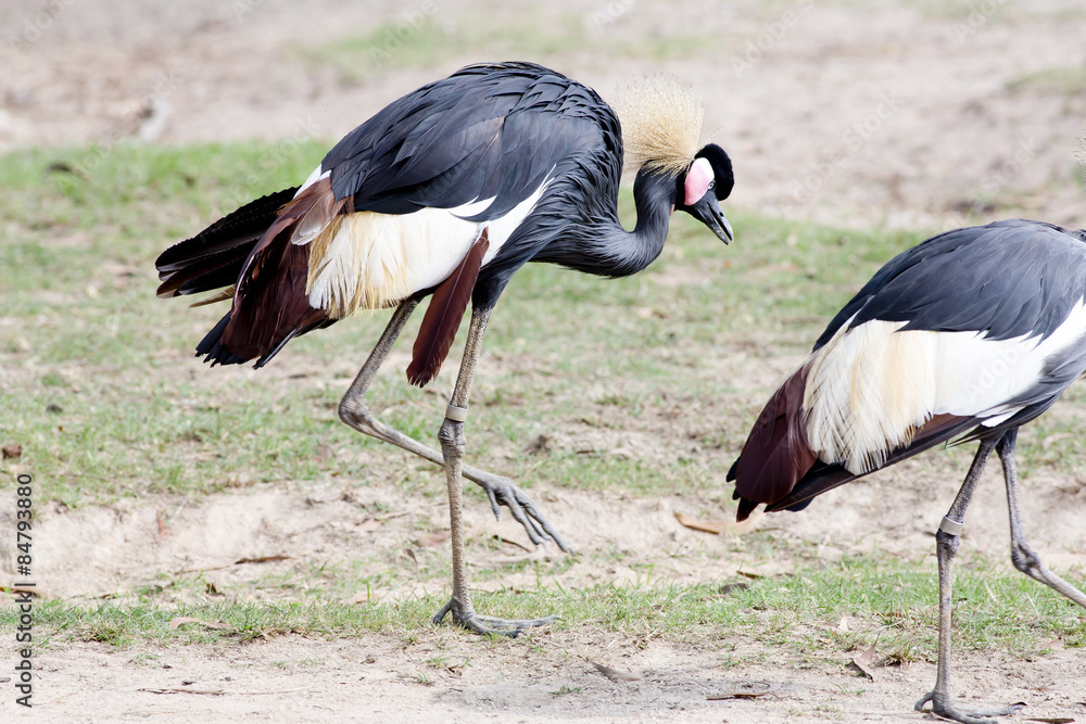Fototapeta premium Grey Crowned Crane
