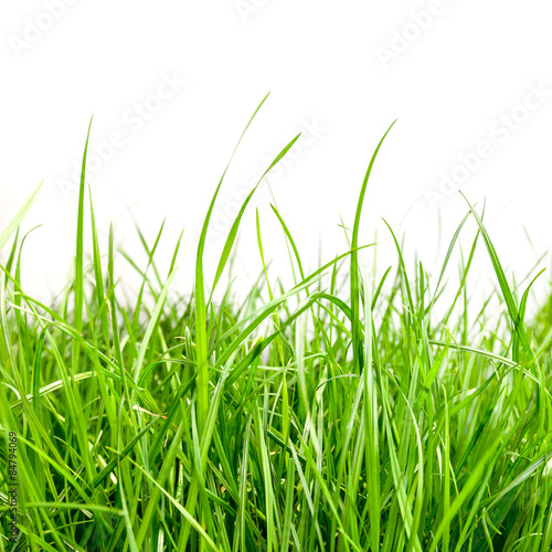 grass © vovan