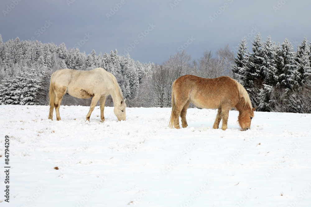 Two old retired horses on pasture by winter. Free life. Two old retired horses on pasture by winter. Free life.