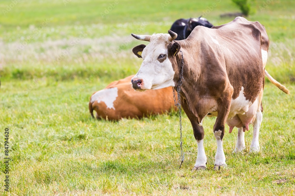 Portrait of cow on pasture