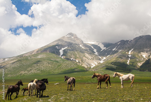 Gruppo di cavalli in alta montagna