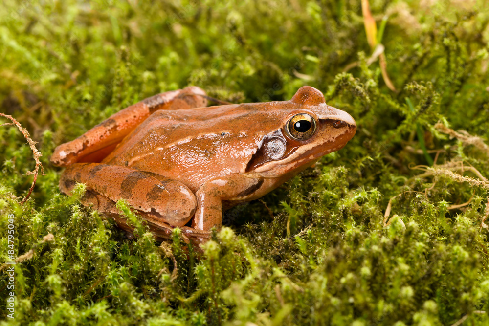 Obraz premium Frog sitting in ambush on green moss. It´s a spring frog (Rana dalmatina).