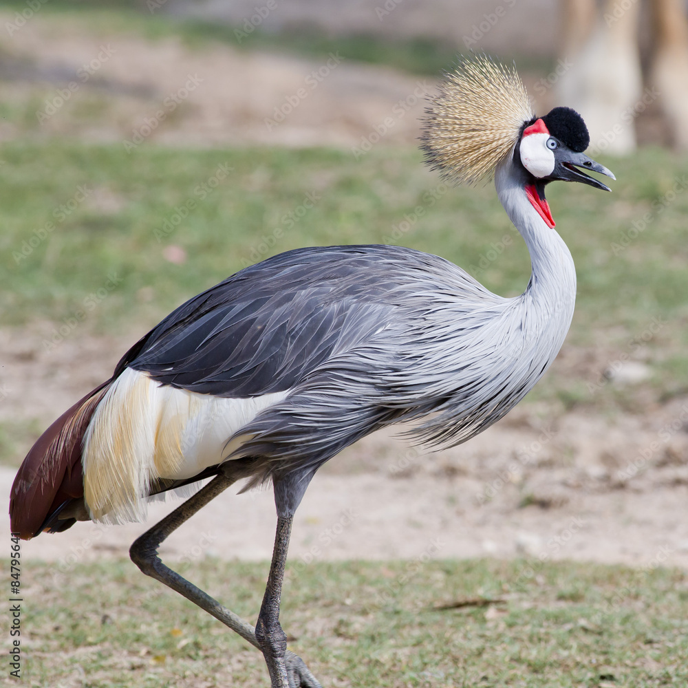 Fototapeta premium Grey Crowned Crane