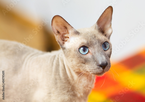 Hairless Cat photo