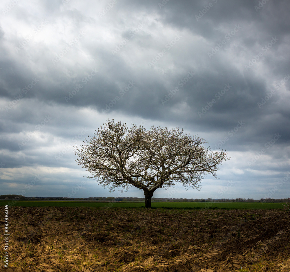 Obraz premium arbre solhouette nature