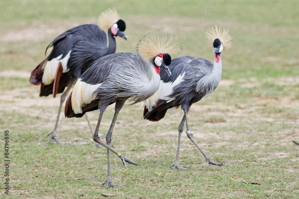 Obraz premium Grey Crowned Crane