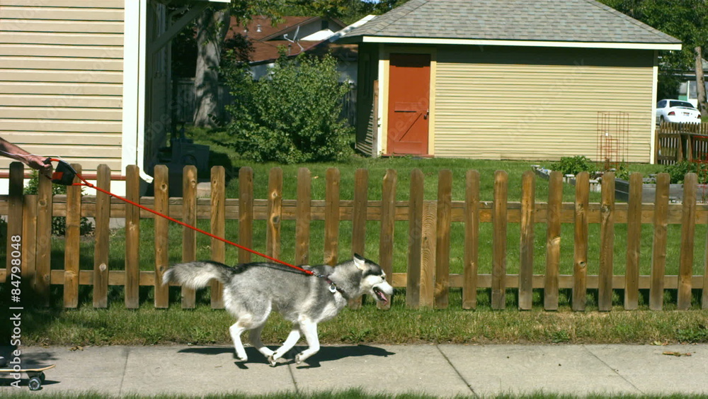 Dog pulling man on skateboard