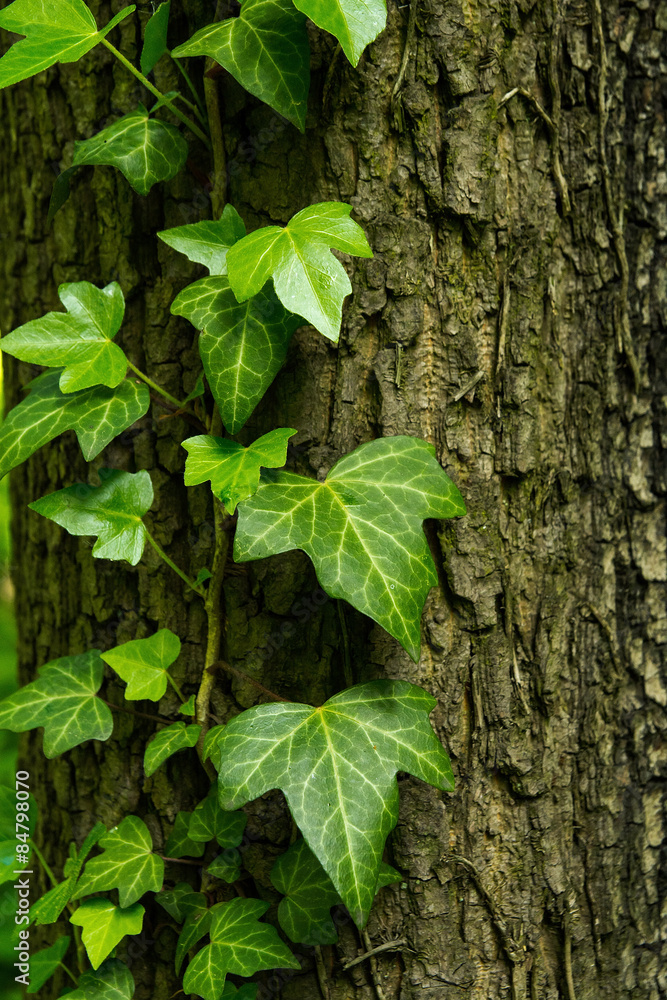 Ivy on the tree