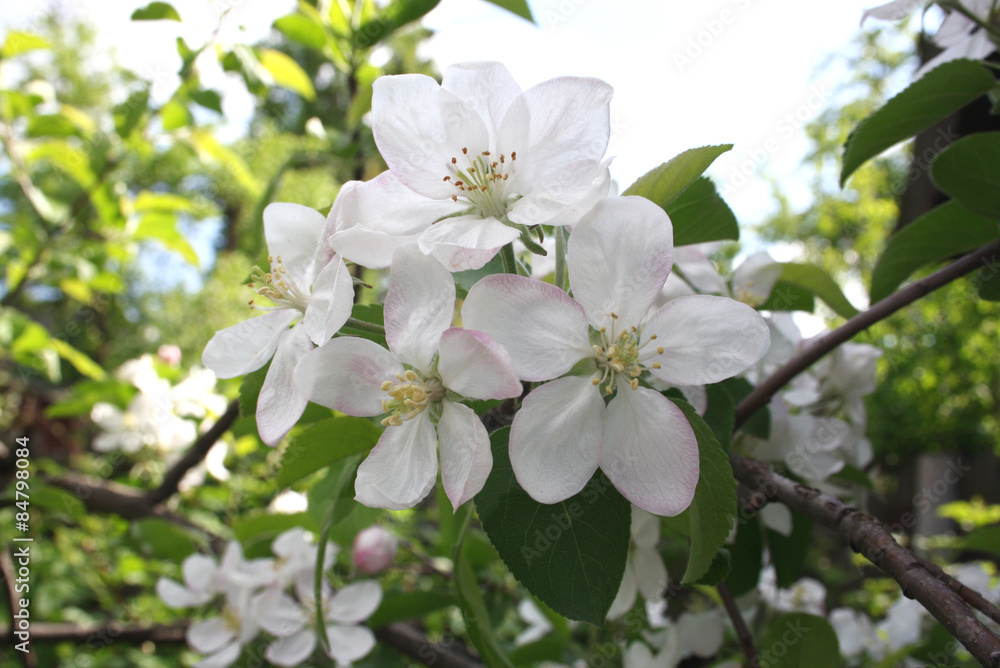 Nature in spring Nature in spring