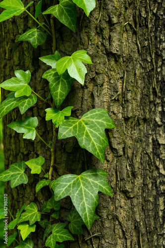 Obraz na płótnie Ivy on the tree w salonie