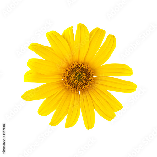 Yellow daisy