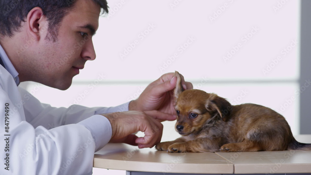 Veterinarian giving puppy a checkup Veterinarian giving puppy a checkup