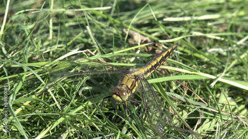 Black-tailed Skimmer (Dragonfly) sitting on meadow photo