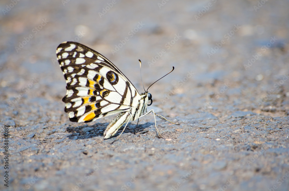 butterfly butterfly