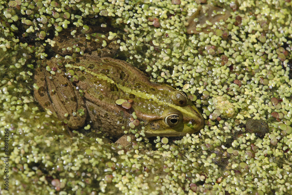 Teichfrosch Teichfrosch
