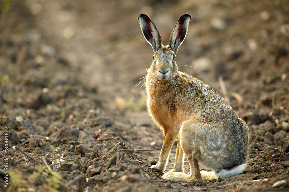 Obraz premium Feldhase Stehend