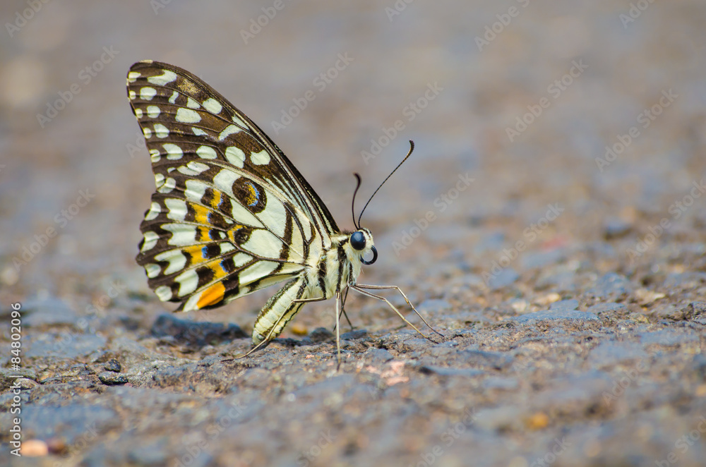 butterfly butterfly