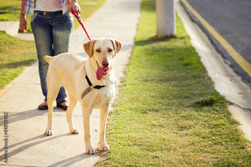 Labrador passeando, cachorro photo