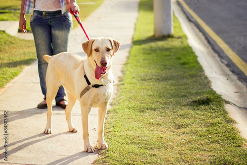 Labrador passeando, cachorro