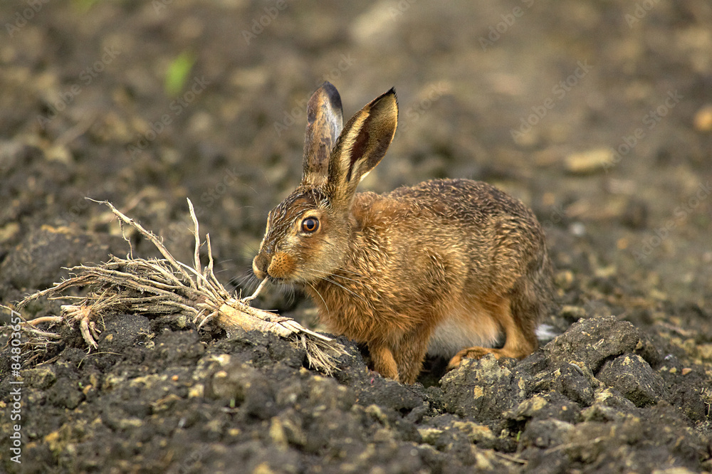Fototapeta premium Junger Feldhase,