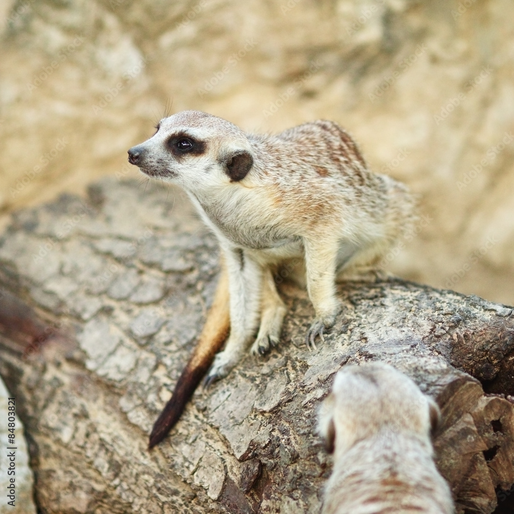 Fototapeta premium Meerkat
