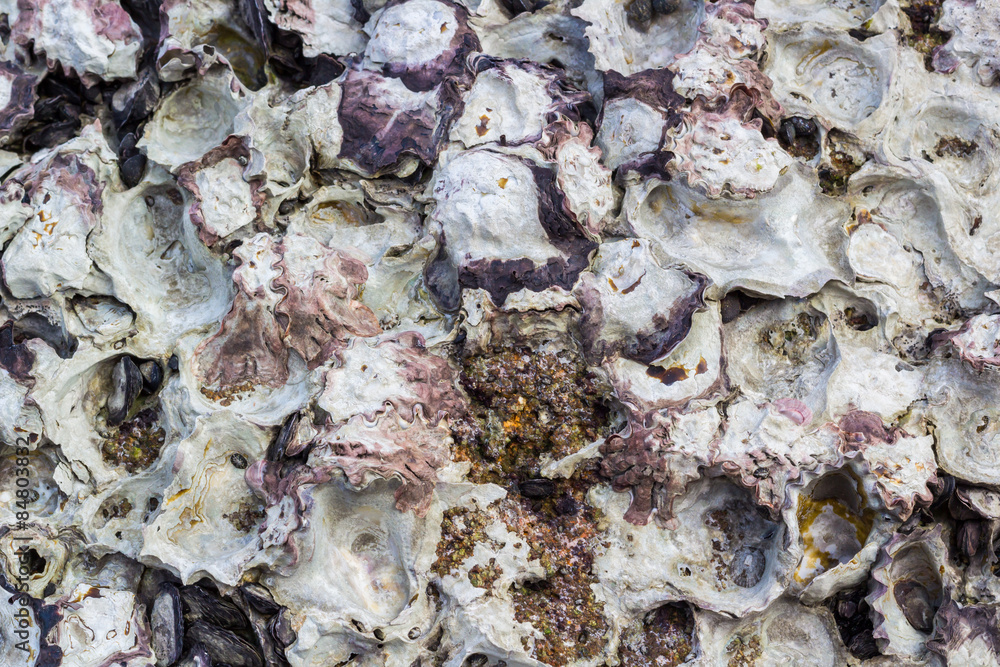 texture of oyster on rock