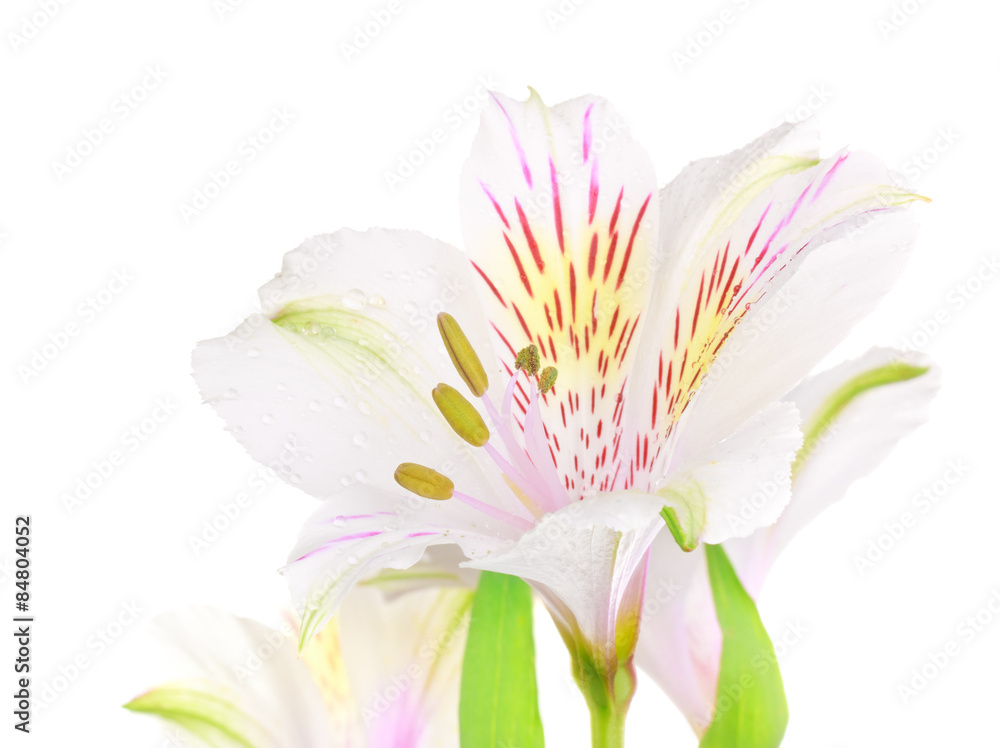 White Lily White Lily