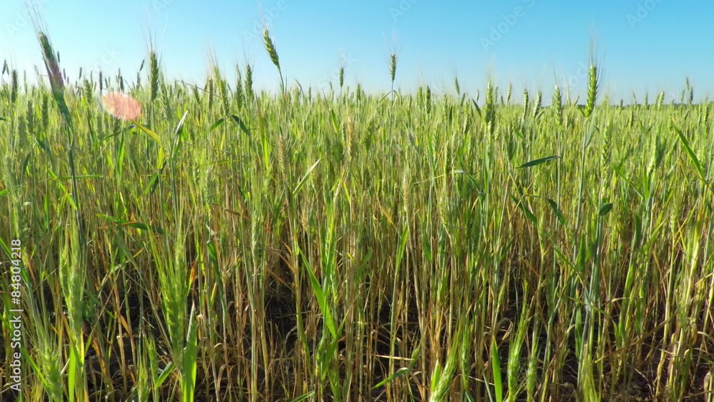A Large Field of Green Cereals on a Sunny Day Against the Blue Sky
A Large Field of Green Cereals on a Sunny Day Against the Blue Sky