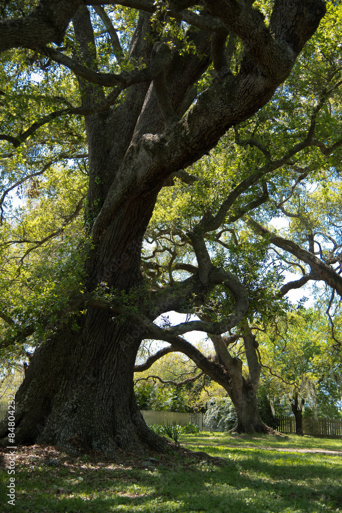 Magestic oak