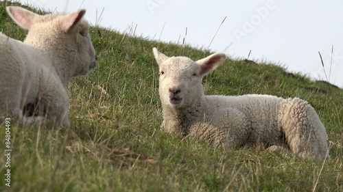 Lamb lying on Meadow and looking