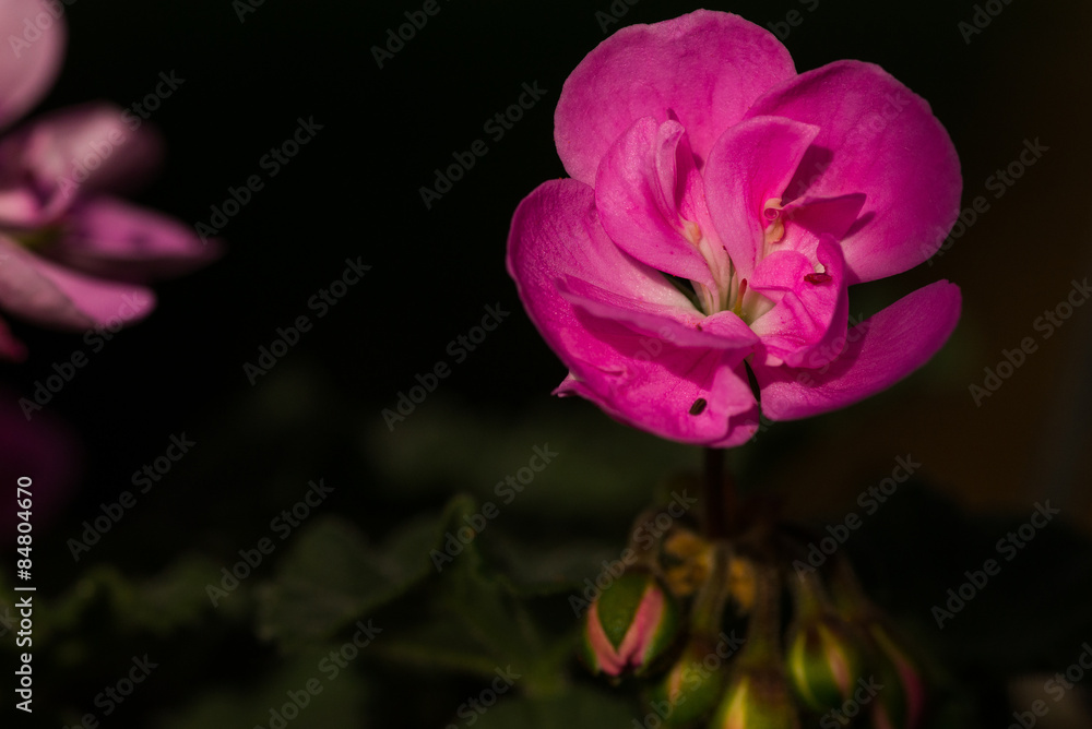 Obraz premium Pink Flower