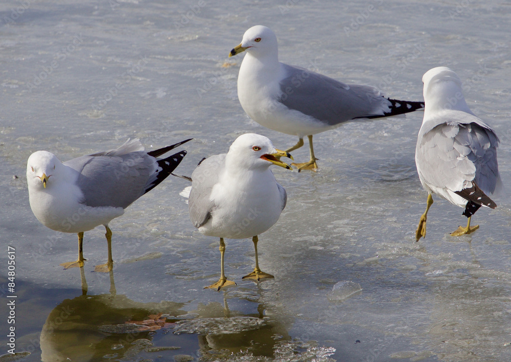 Obraz premium The captain