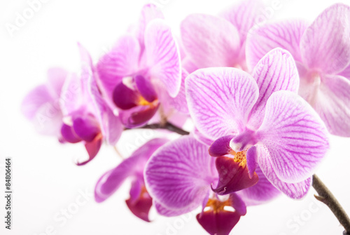 orchid flower, Phalaenopsis