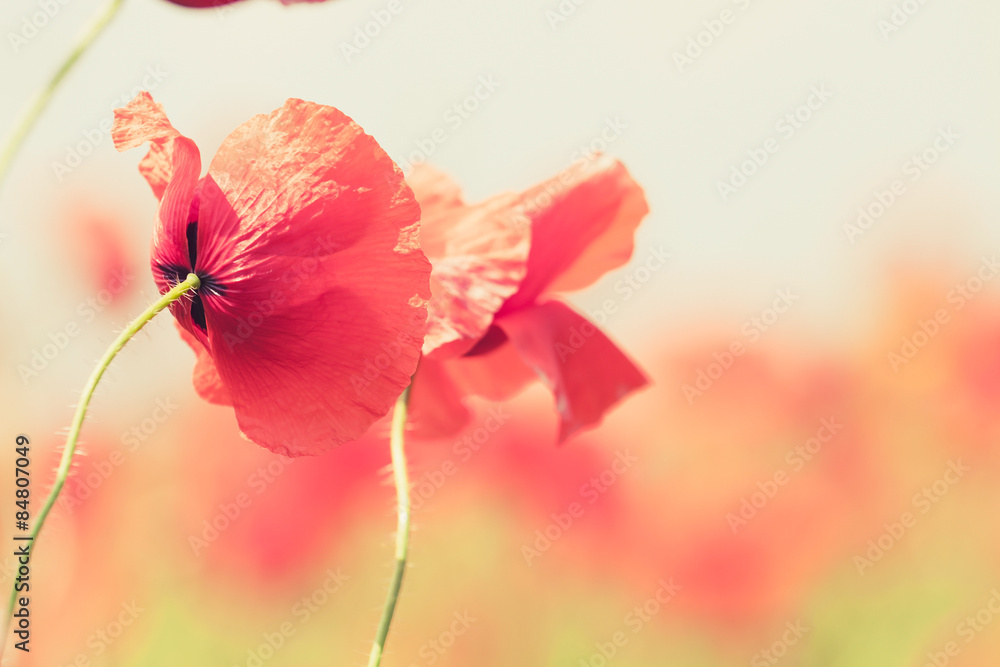Obraz premium Poppy flowers retro peaceful summer background