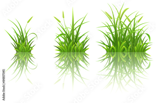 Green grass set with reflection on white background