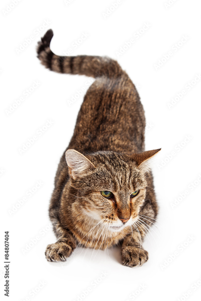 Angry tabby cat Stock Photos, Royalty Free Angry tabby cat Images