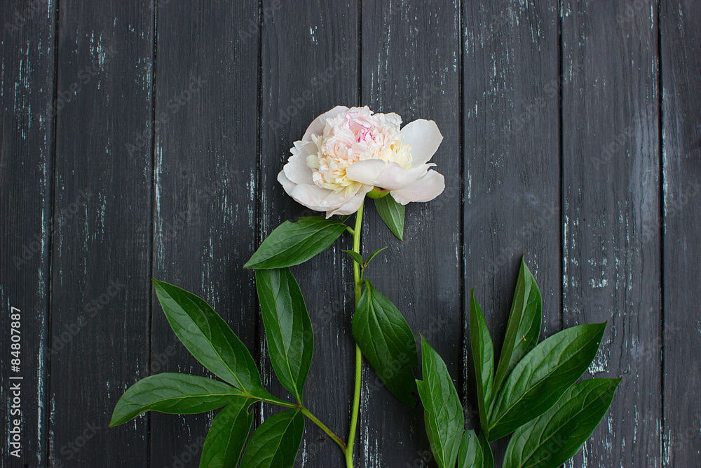 White beautiful flower on the wooden background. peony lies on vintage black table