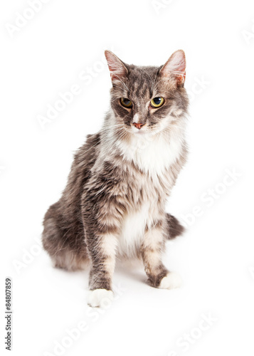 Beautiful Young Domestic Longhair Cat Sitting