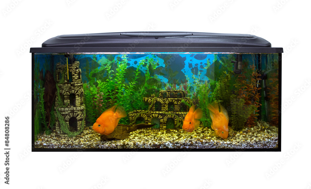 Fototapeta premium Beautiful aquarium on a white background