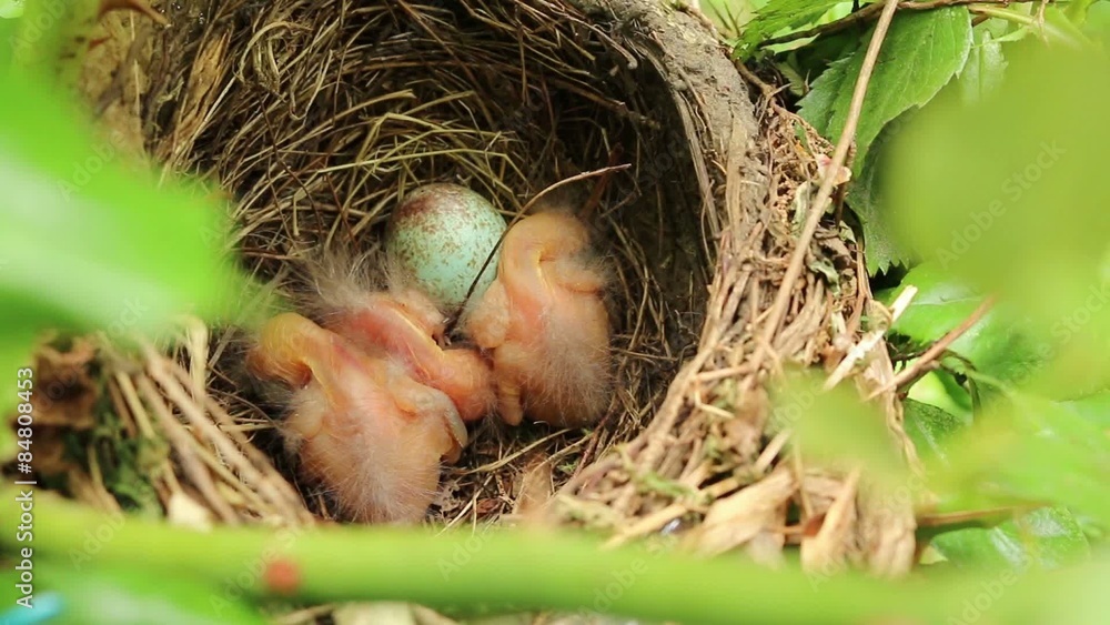 Amselküken. Freshly hatched blackbird chicks in the nest. Amselküken. Freshly hatched blackbird chicks in the nest.