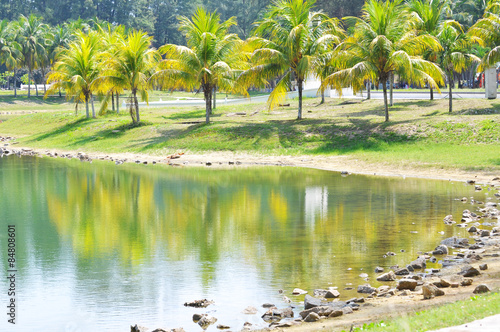 Coconut trees at the lake