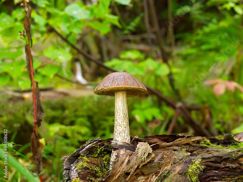 Edible boletus mushroom in the summer forest
