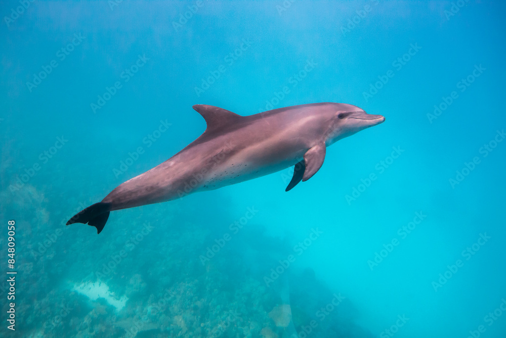 Dolphin under water Dolphin under water