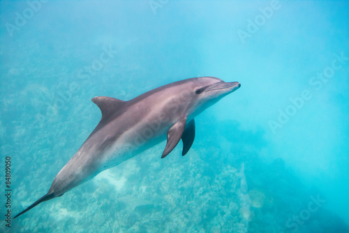 Dolphin under water