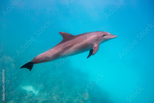 Dolphin under water © dengol
